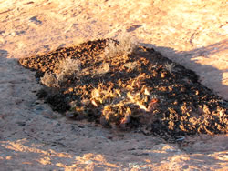 Cryptobiotic soil garden