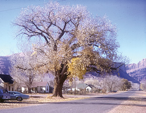 Moab's old cottonwood tree