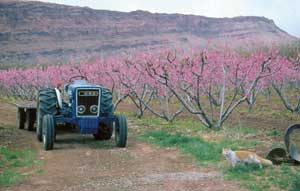 Clark's Orchard tractor