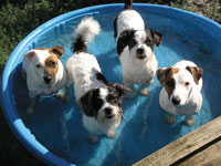 Doggies in a wading pool