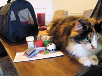 Photo of cat and evacuation items