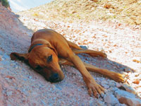 Photo of a dog in the desert