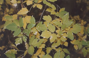 boxelder leaves
