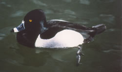 Is this a Barrow's Goldeneye?