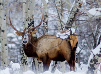 Photo of a Bull Elk in the snow and trees