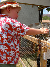 Little boy visiting chickens