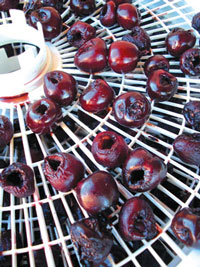 drying cherries